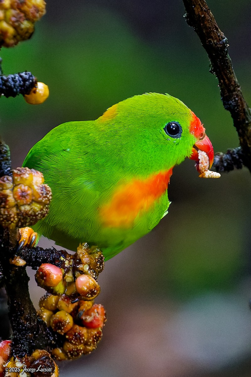 Philippine Hanging-Parrot - ML646878405