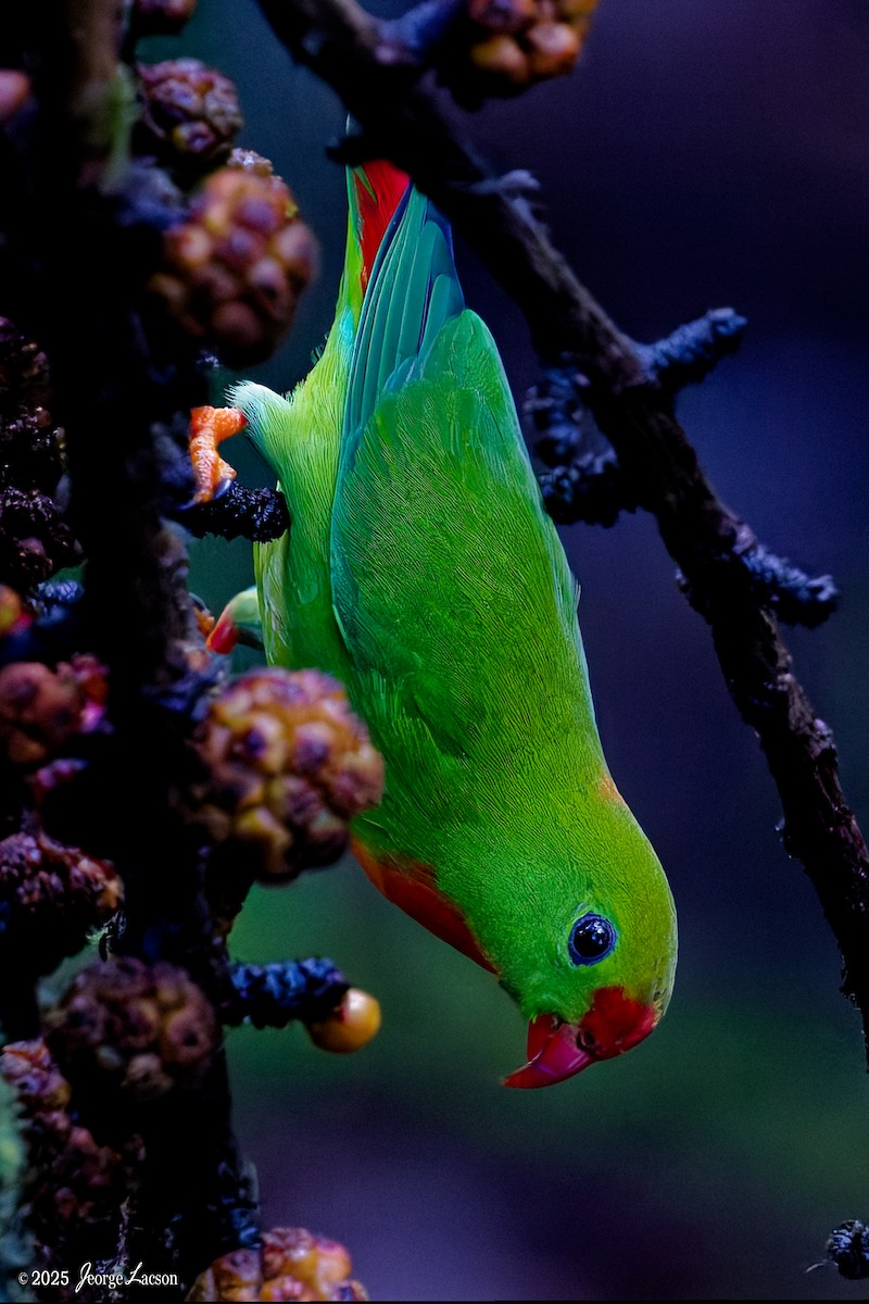 Philippine Hanging-Parrot - ML646878406