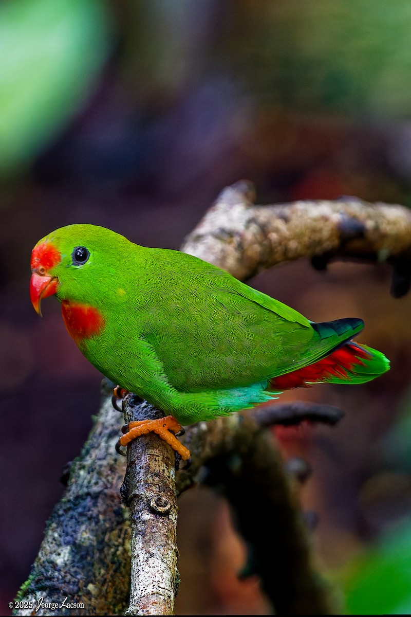 Philippine Hanging-Parrot - ML646878407