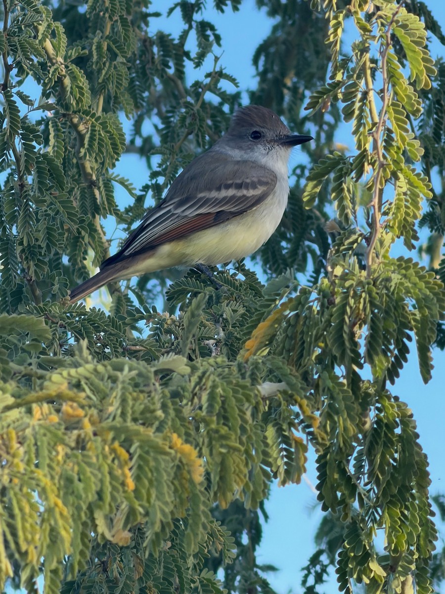 Ash-throated Flycatcher - ML646878408