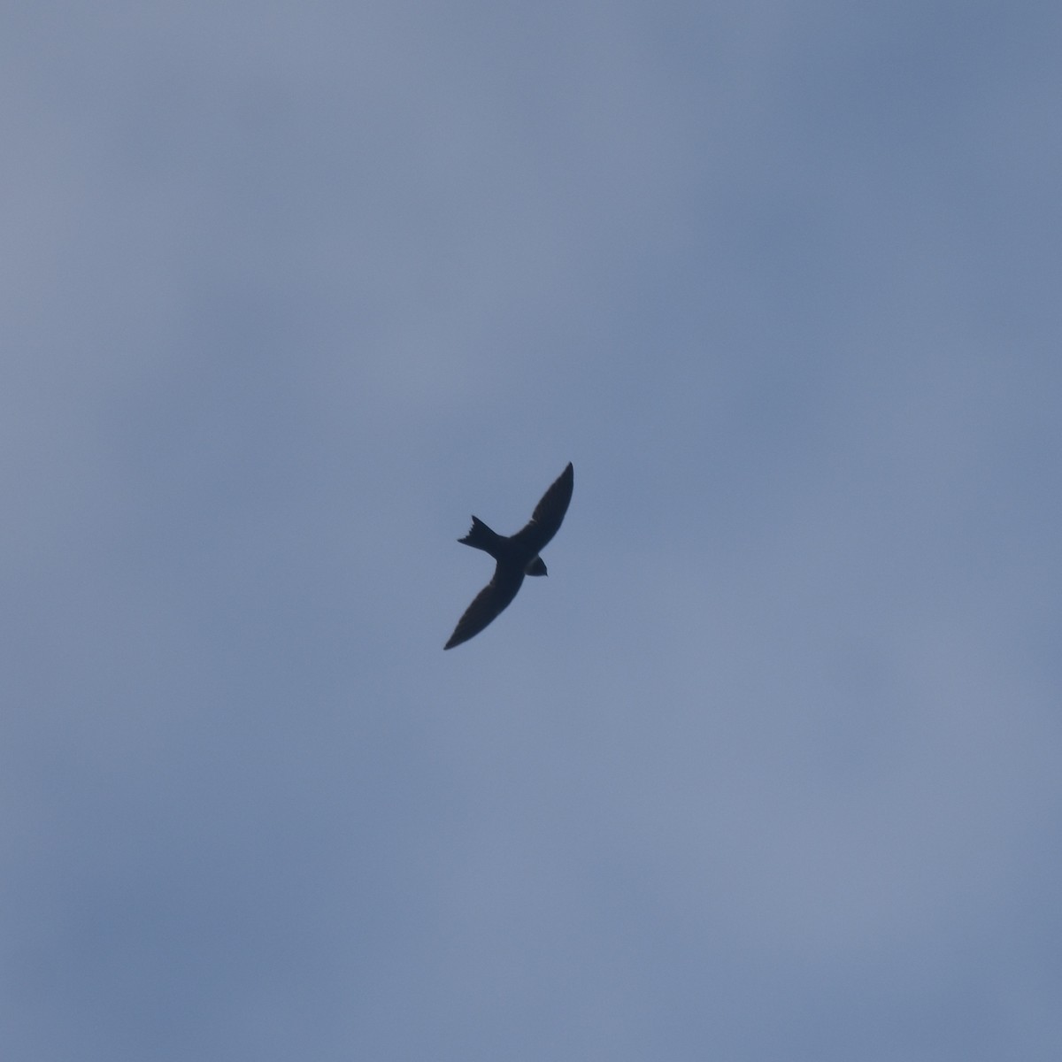 White-collared Swift - ML646878409