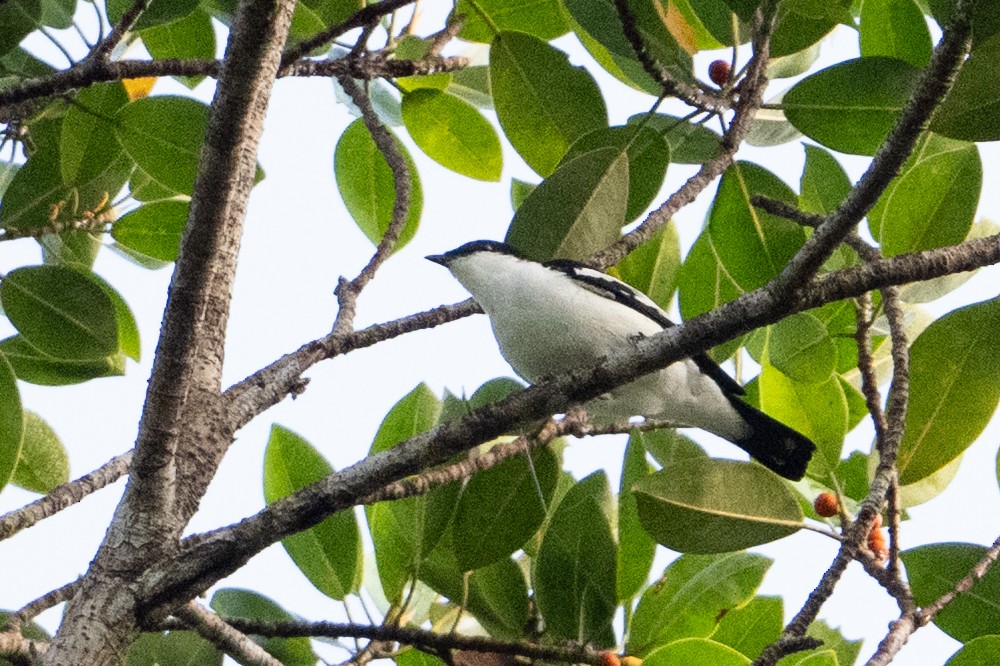 Black-browed Triller - ML646878410