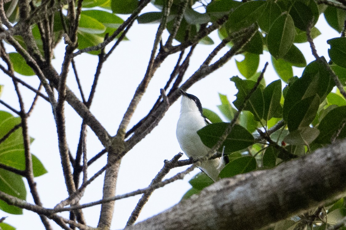 Black-browed Triller - ML646878415