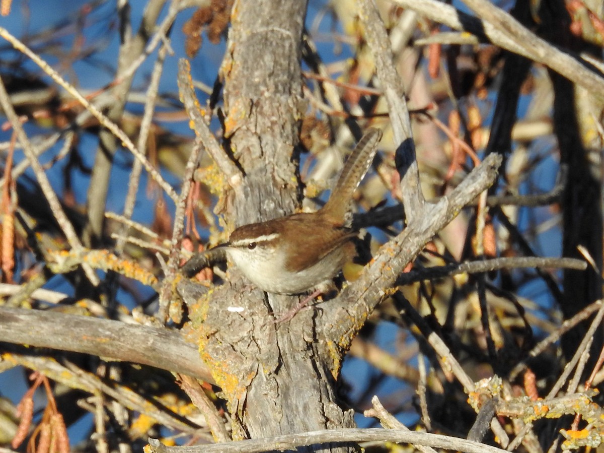 Bewick's Wren - ML646878420