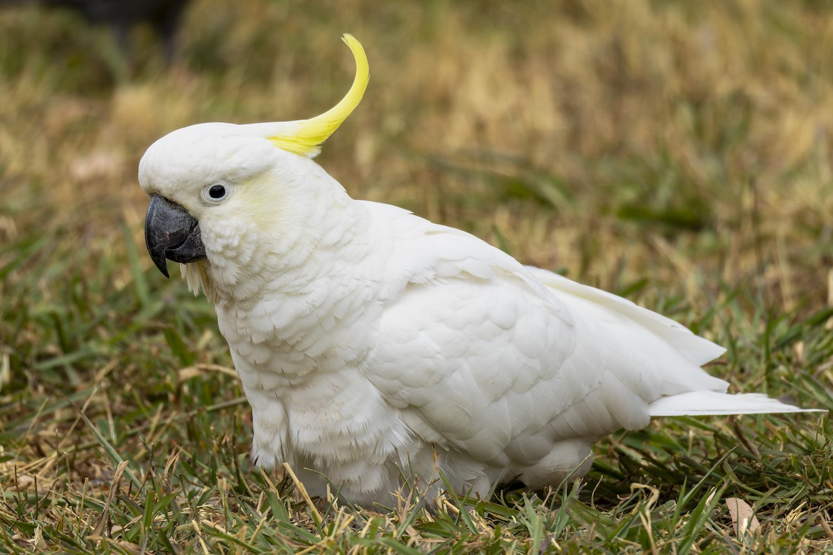 Sulphur-crested Cockatoo - ML646878421
