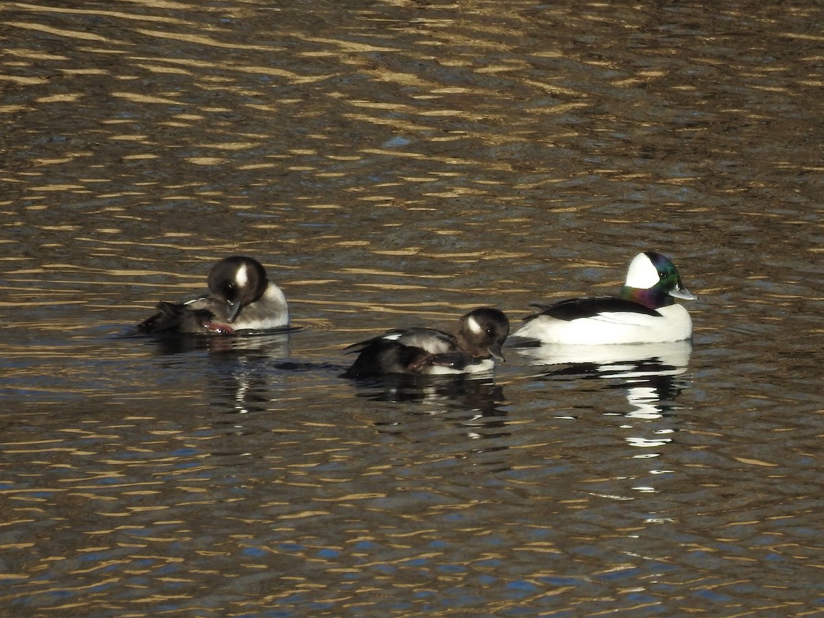 Bufflehead - ML646878426