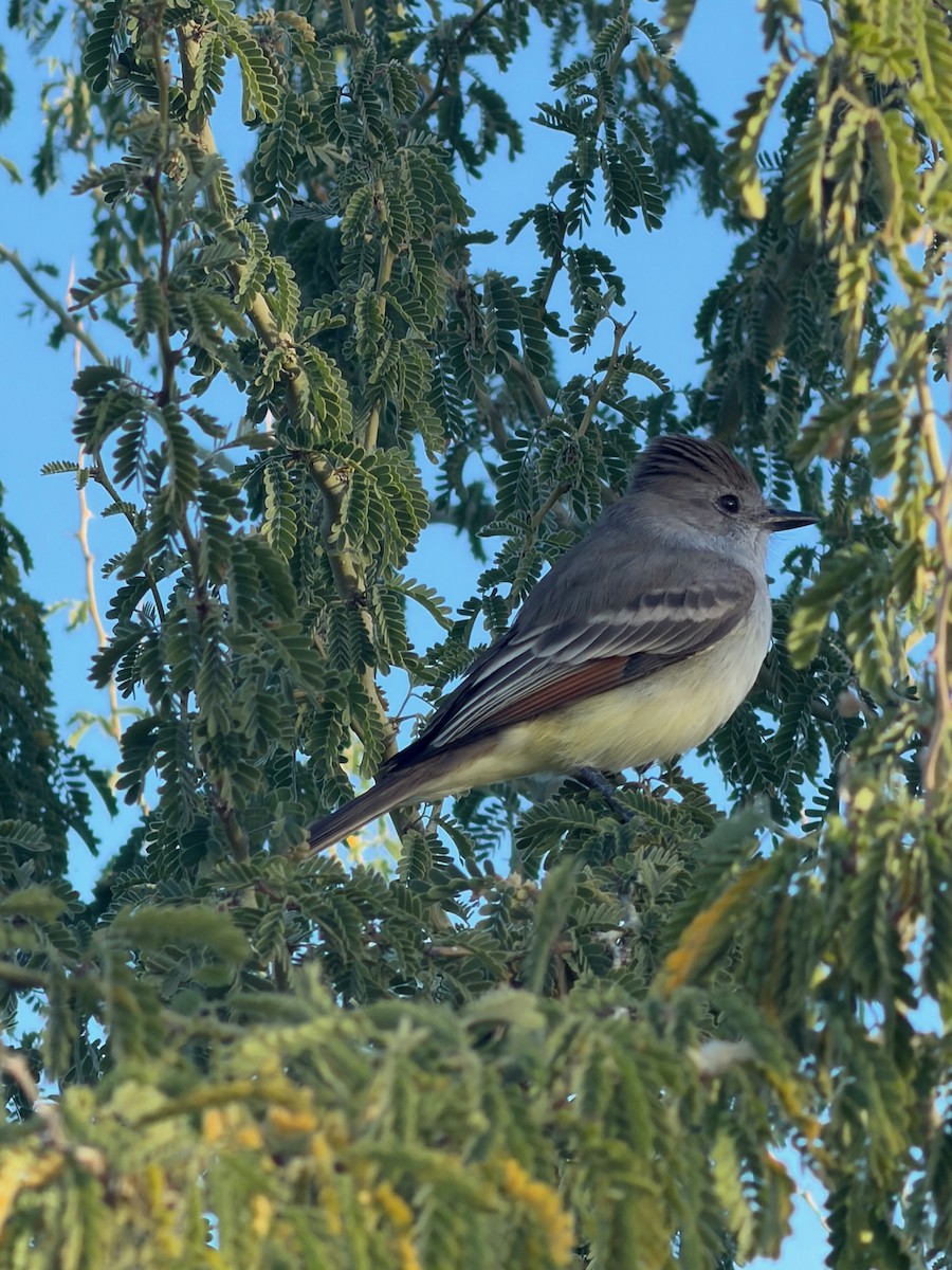 Ash-throated Flycatcher - ML646878429
