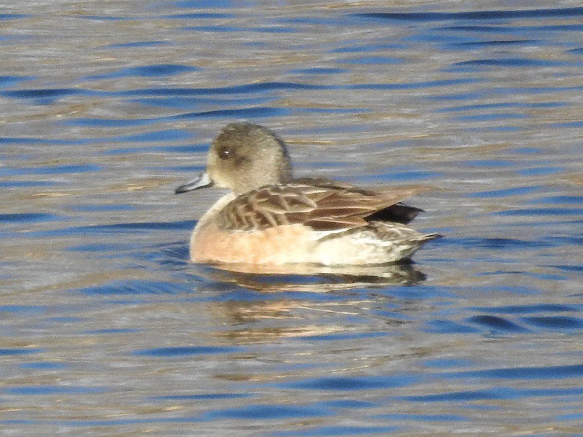 American Wigeon - ML646878430