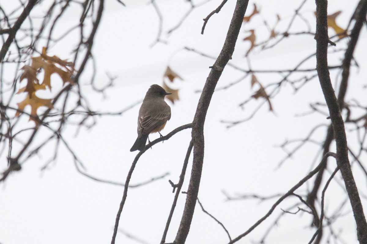 Say's Phoebe - ML646878432