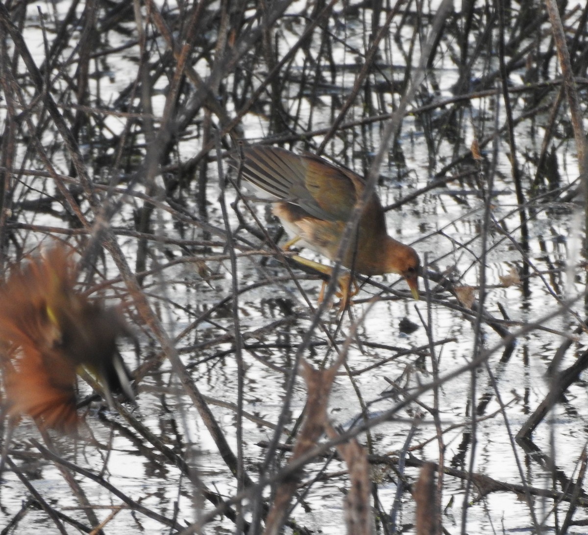 Purple Gallinule - ML646878433