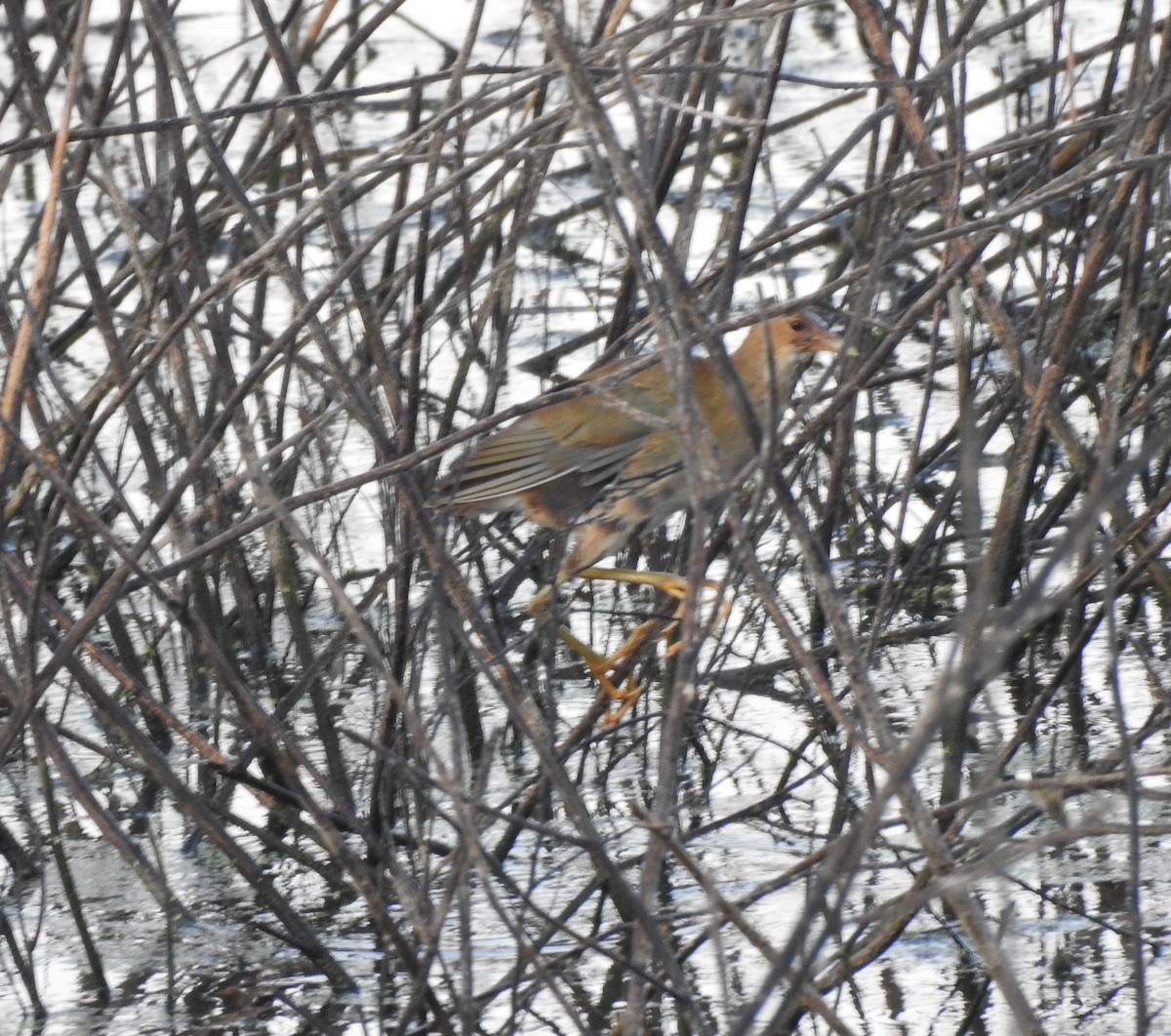 Purple Gallinule - ML646878435