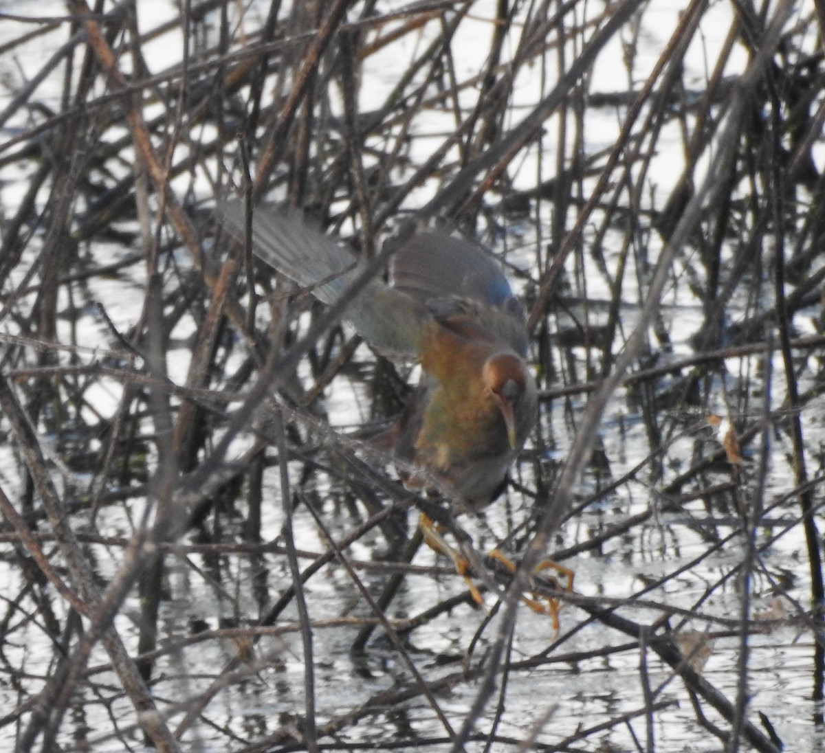 Purple Gallinule - ML646878436