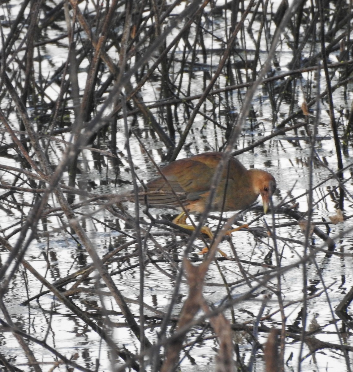 Purple Gallinule - ML646878437