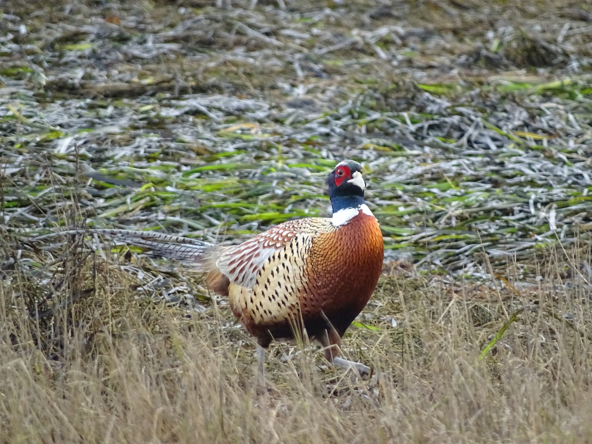 Фазан звичайний - ML646878452