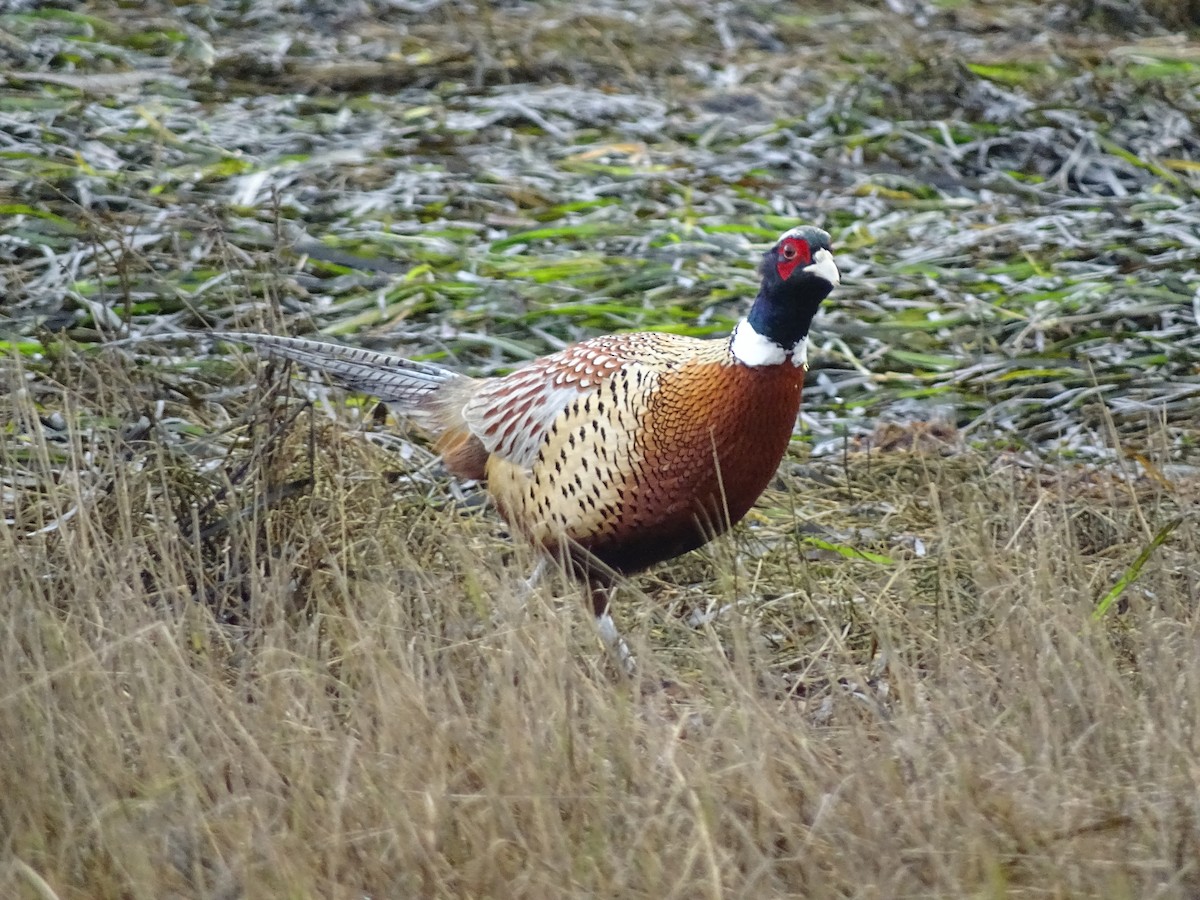 Фазан звичайний - ML646878453