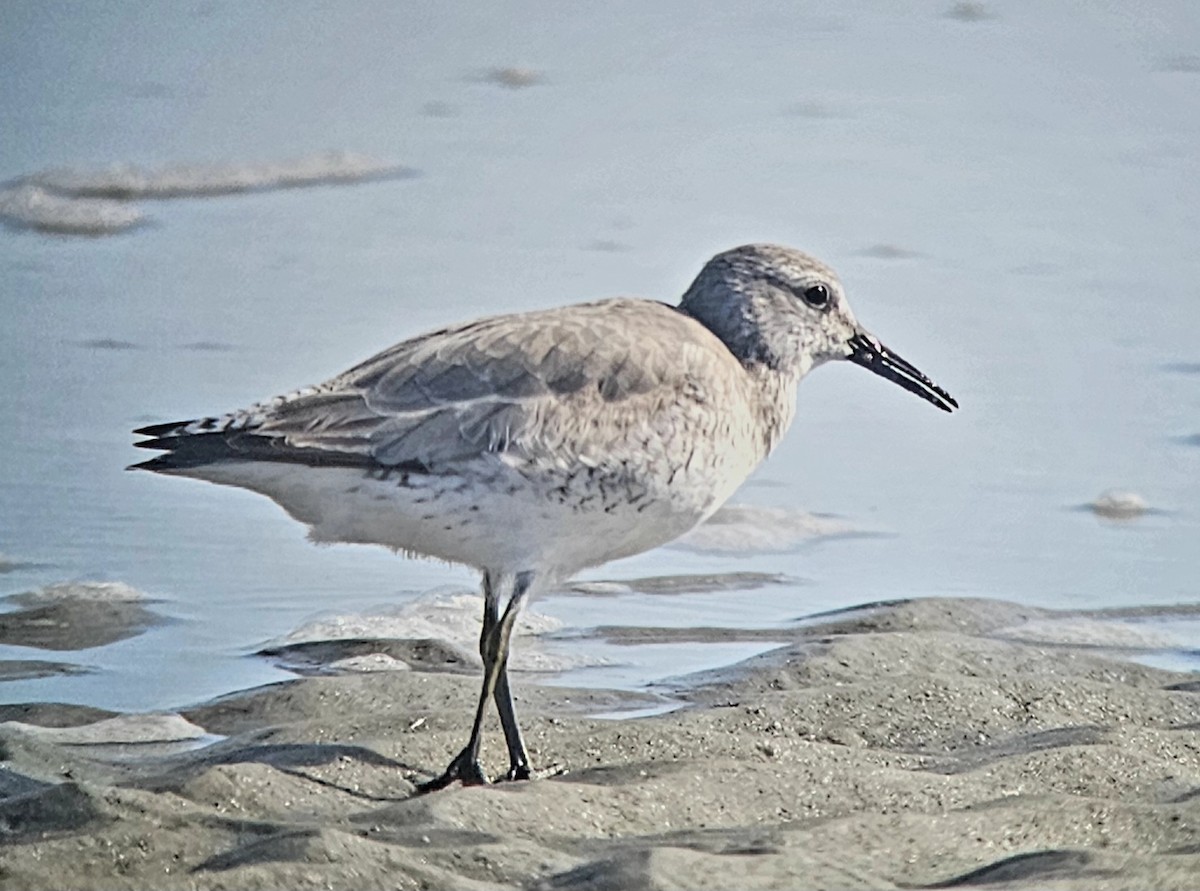 Txirri lodia - ML646878454