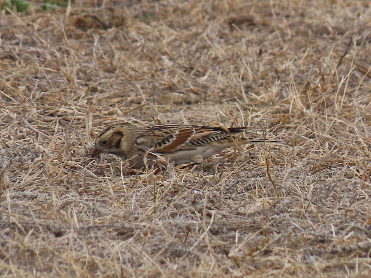 Подорожник лапландський - ML646878457