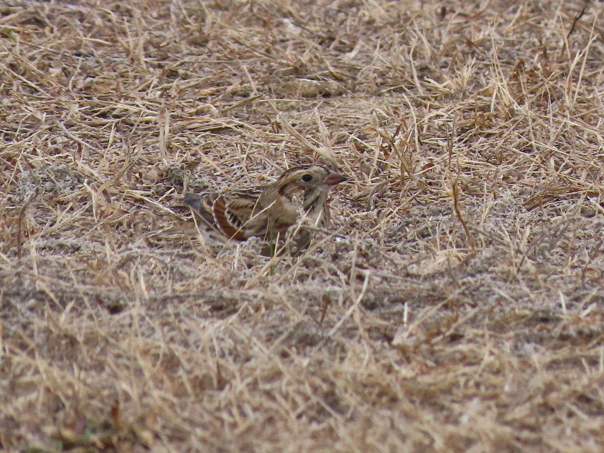 Подорожник лапландський - ML646878458