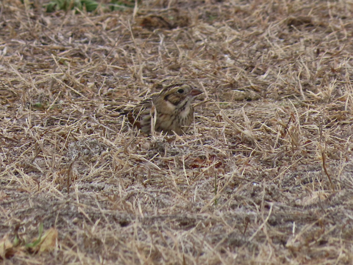 Подорожник лапландський - ML646878459