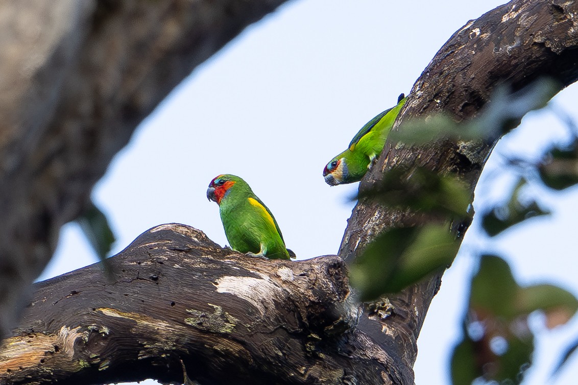 Double-eyed Fig-Parrot - ML646878460
