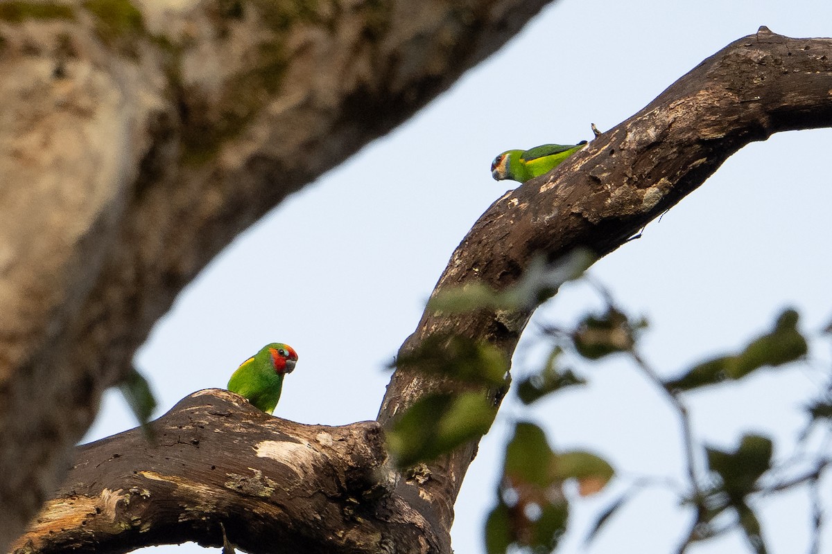 Double-eyed Fig-Parrot - ML646878462