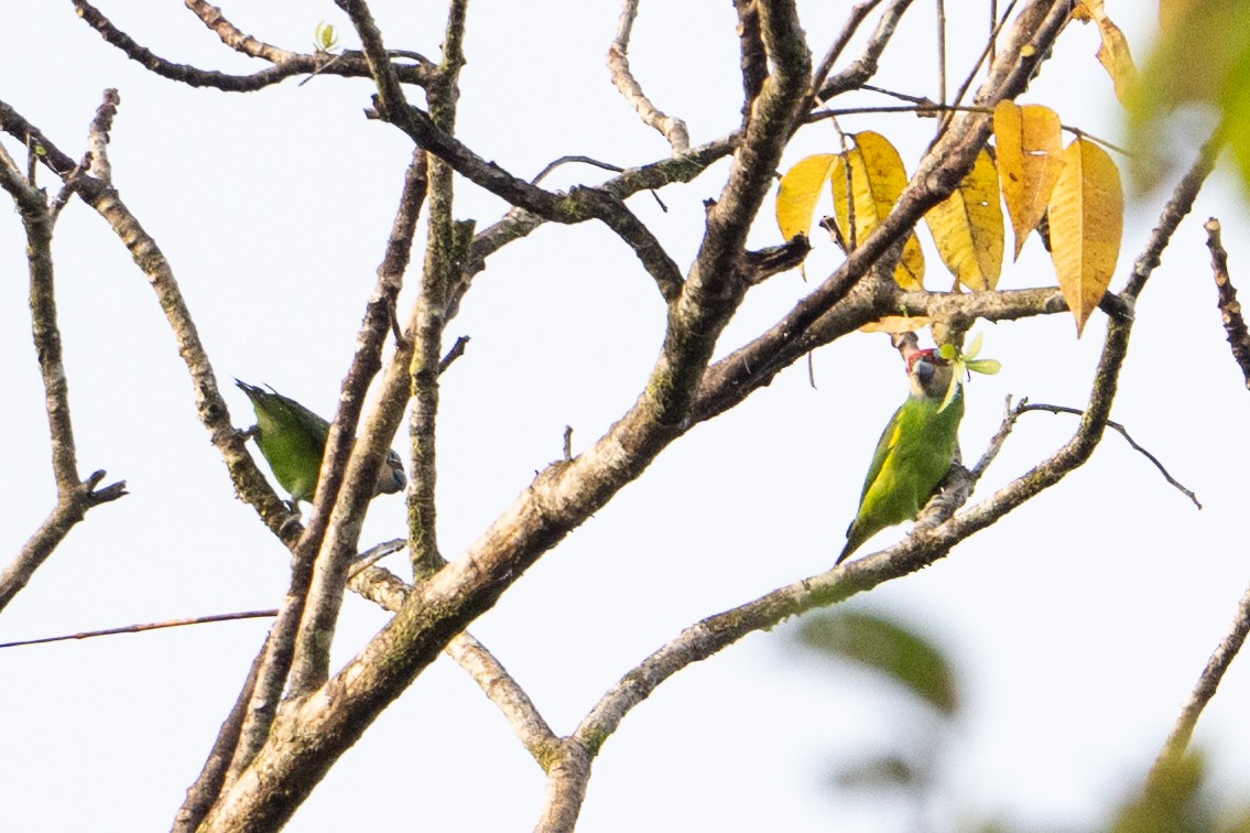 Double-eyed Fig-Parrot - ML646878465