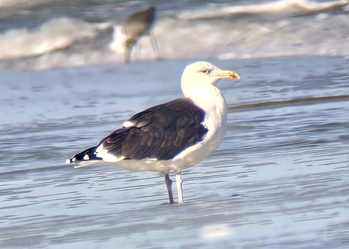 Great Black-backed Gull - ML646878466