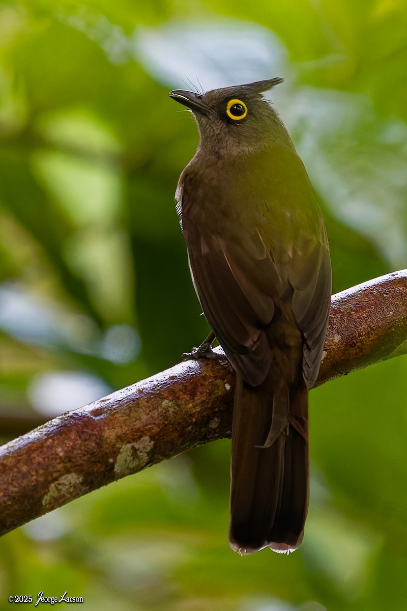Yellow-wattled Bulbul - ML646878469