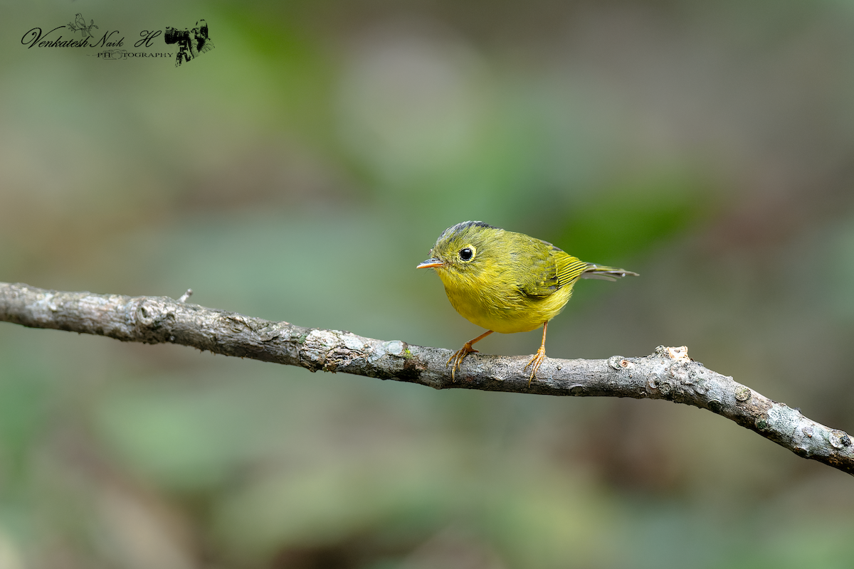 Whistler's Warbler - ML646878471