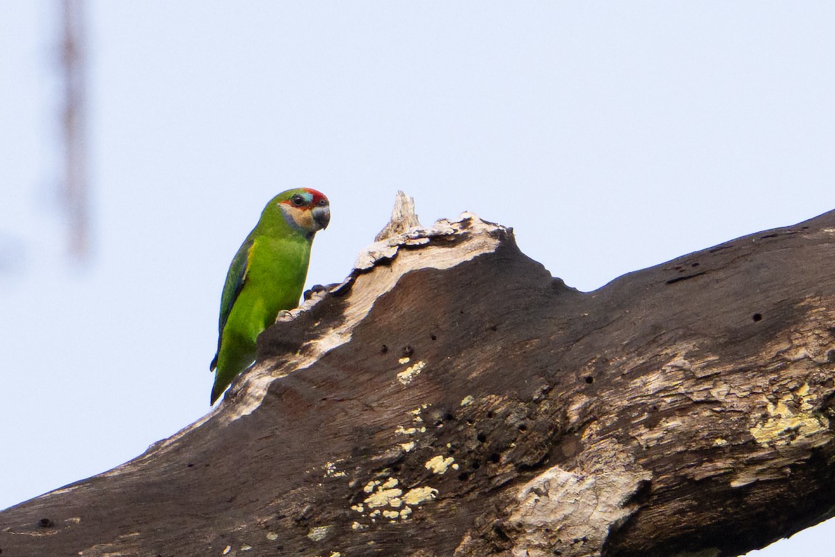 Double-eyed Fig-Parrot - ML646878472