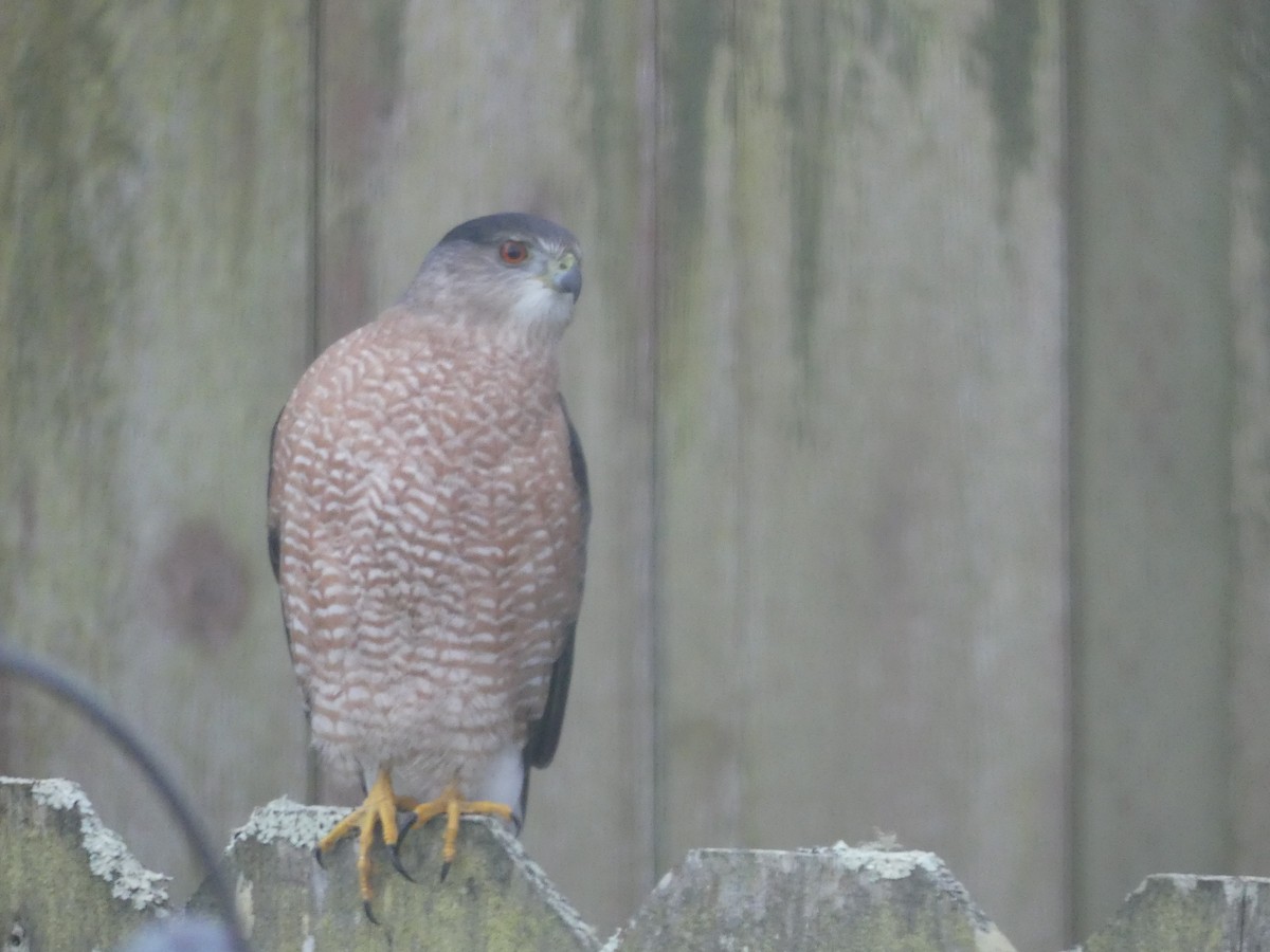 Cooper's Hawk - ML646878473