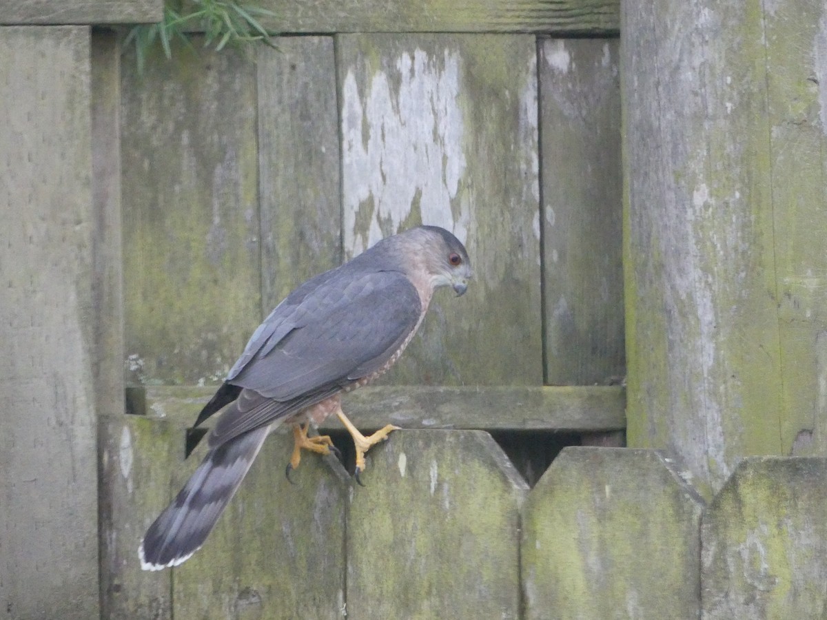 Cooper's Hawk - ML646878474