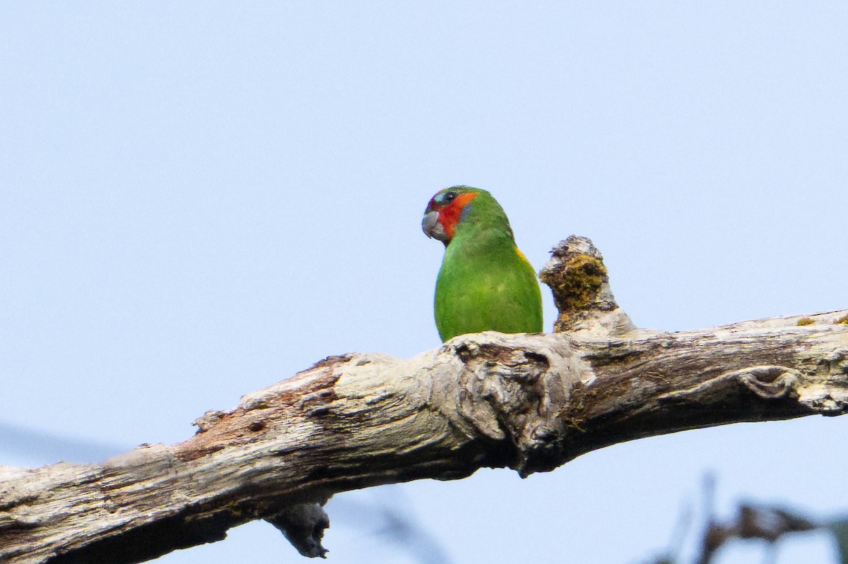 Double-eyed Fig-Parrot - ML646878475