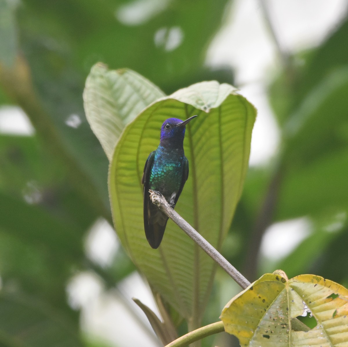 Golden-tailed Sapphire - ML646878476