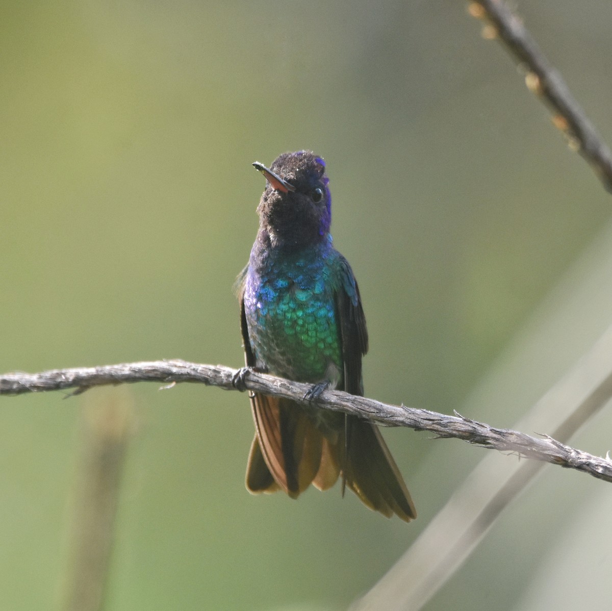 Golden-tailed Sapphire - ML646878477