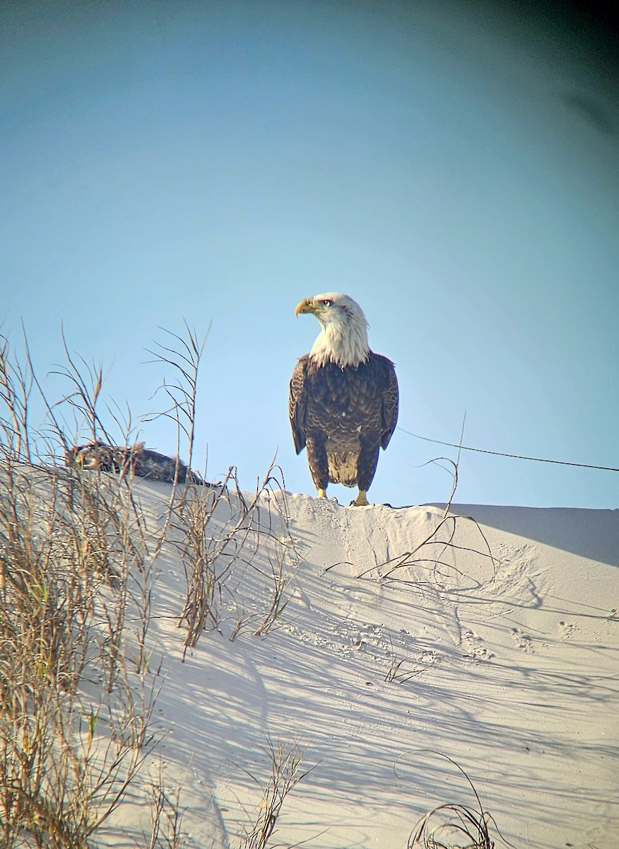 Itsas arrano buruzuria - ML646878478