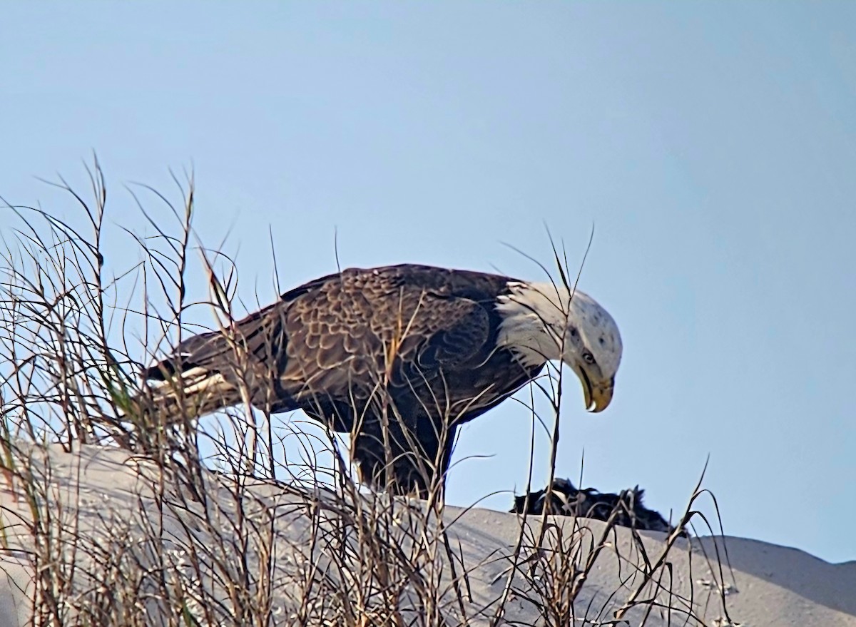 Bald Eagle - ML646878479