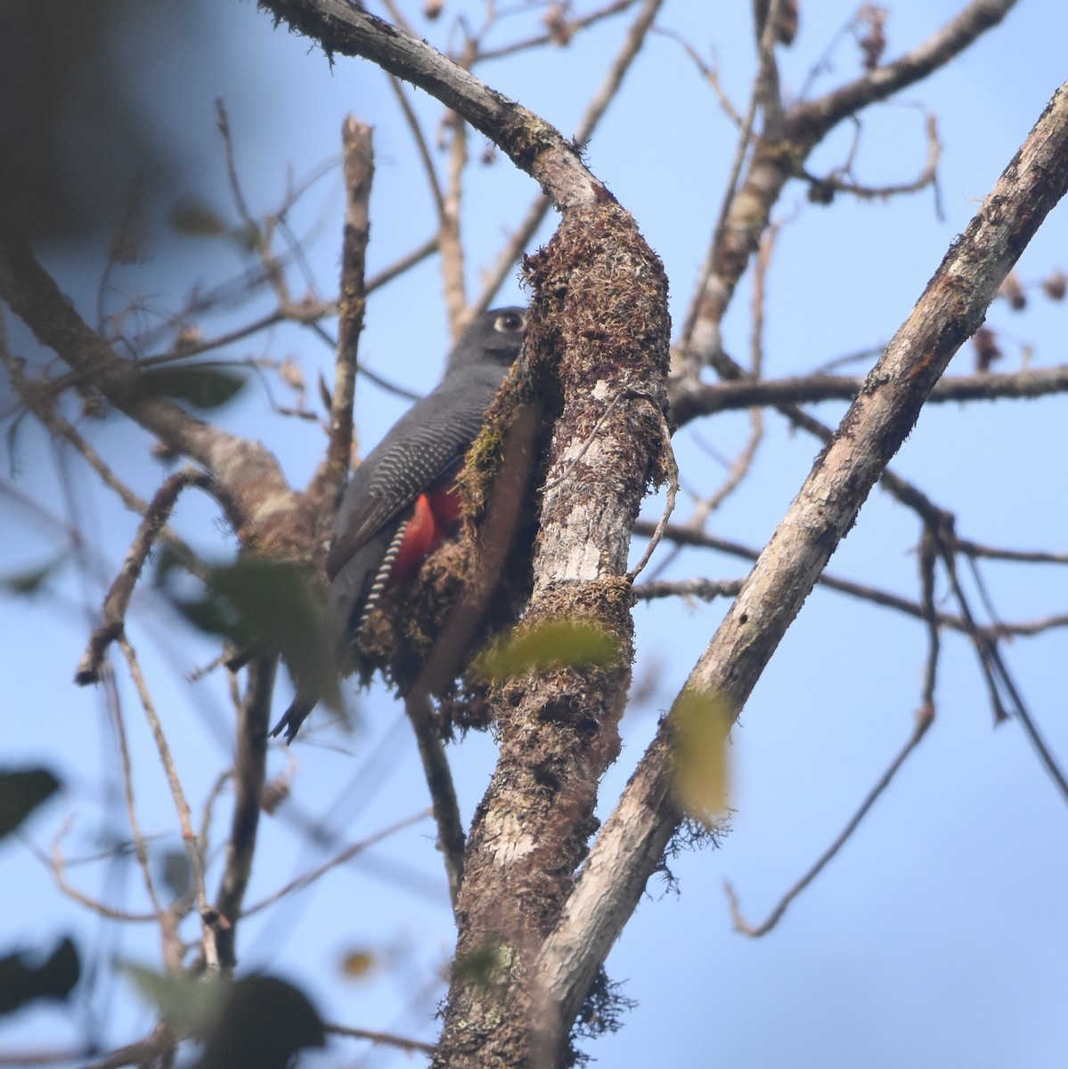 Blue-crowned Trogon - ML646878480