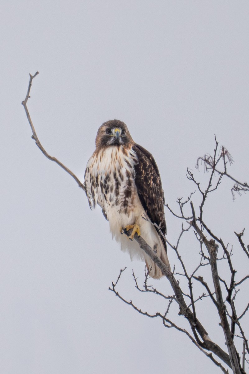 Red-tailed Hawk - ML646878481