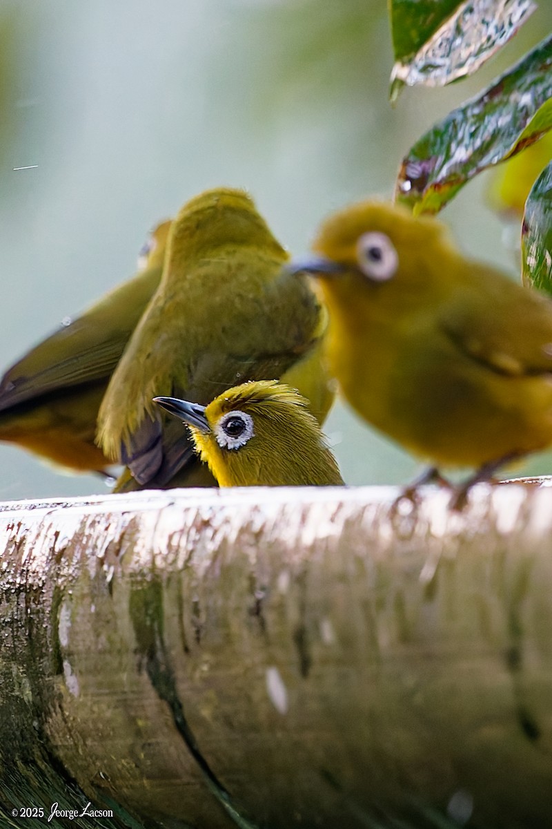 Yellowish White-eye - ML646878483