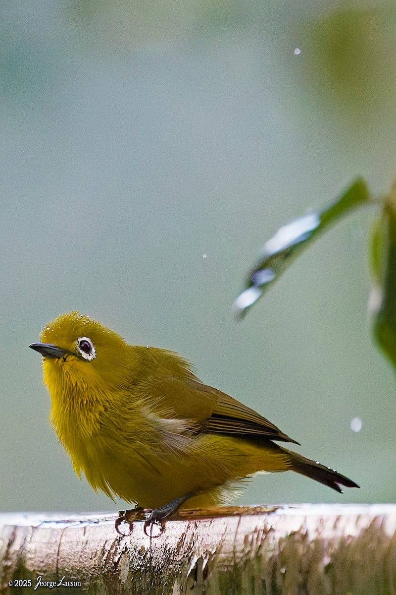 Yellowish White-eye - ML646878484