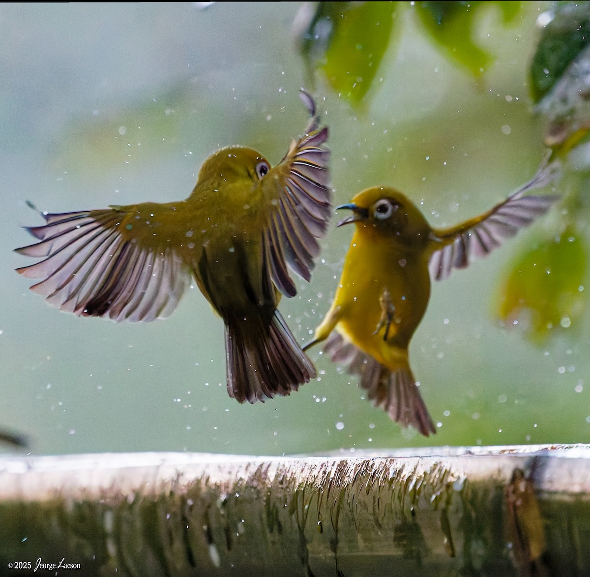 Yellowish White-eye - ML646878485