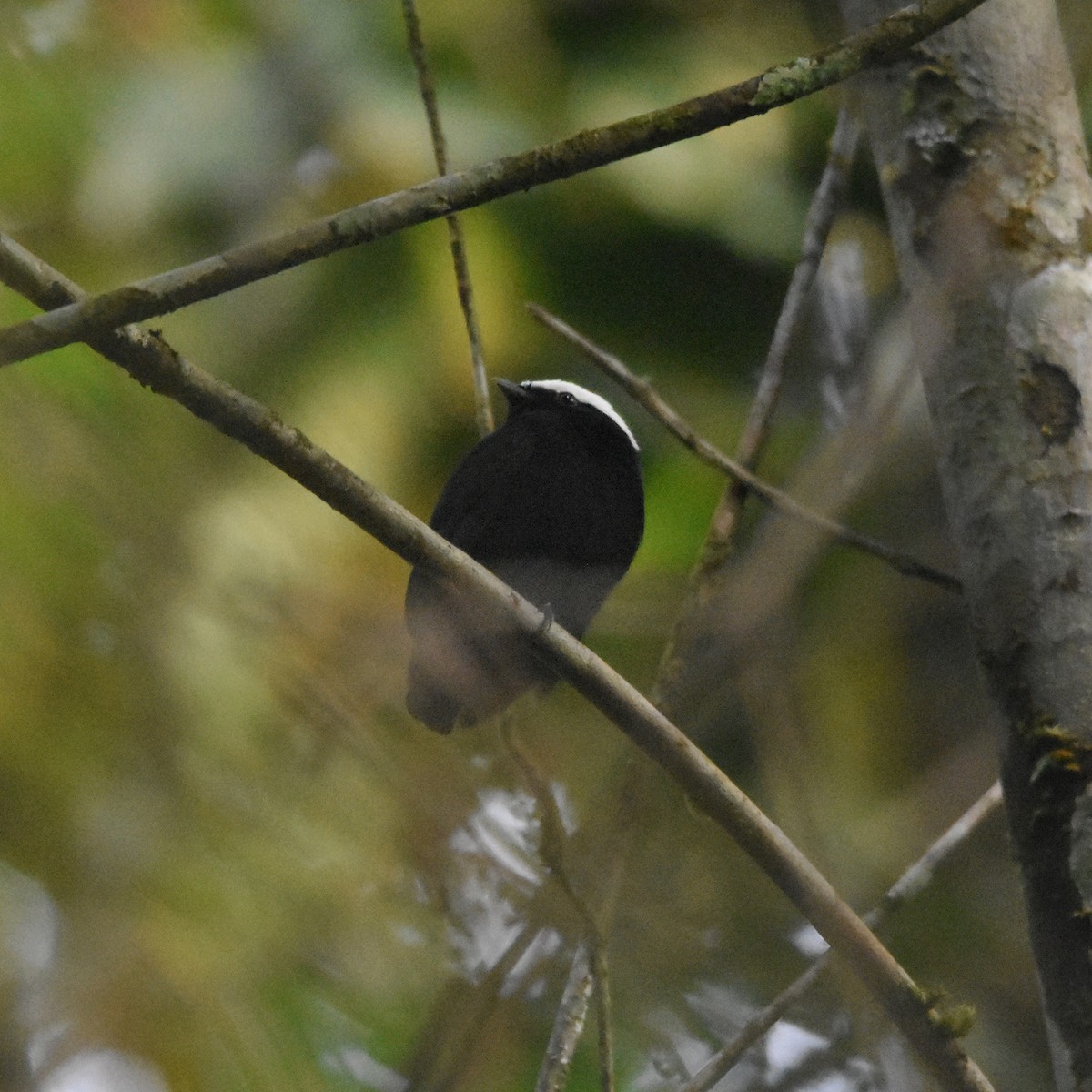 White-crowned Manakin - ML646878489