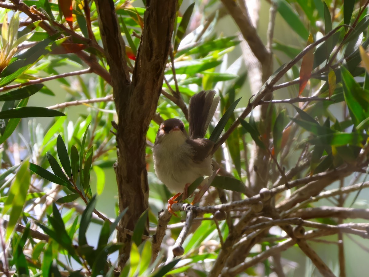 Superb Fairywren - ML646878490