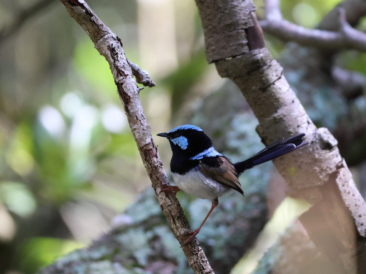 Superb Fairywren - ML646878491