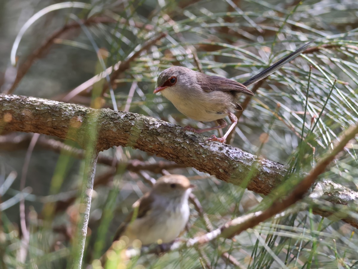 Superb Fairywren - ML646878492