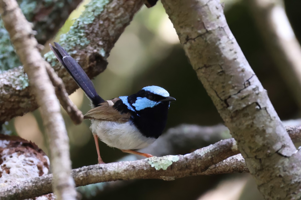 Superb Fairywren - ML646878493