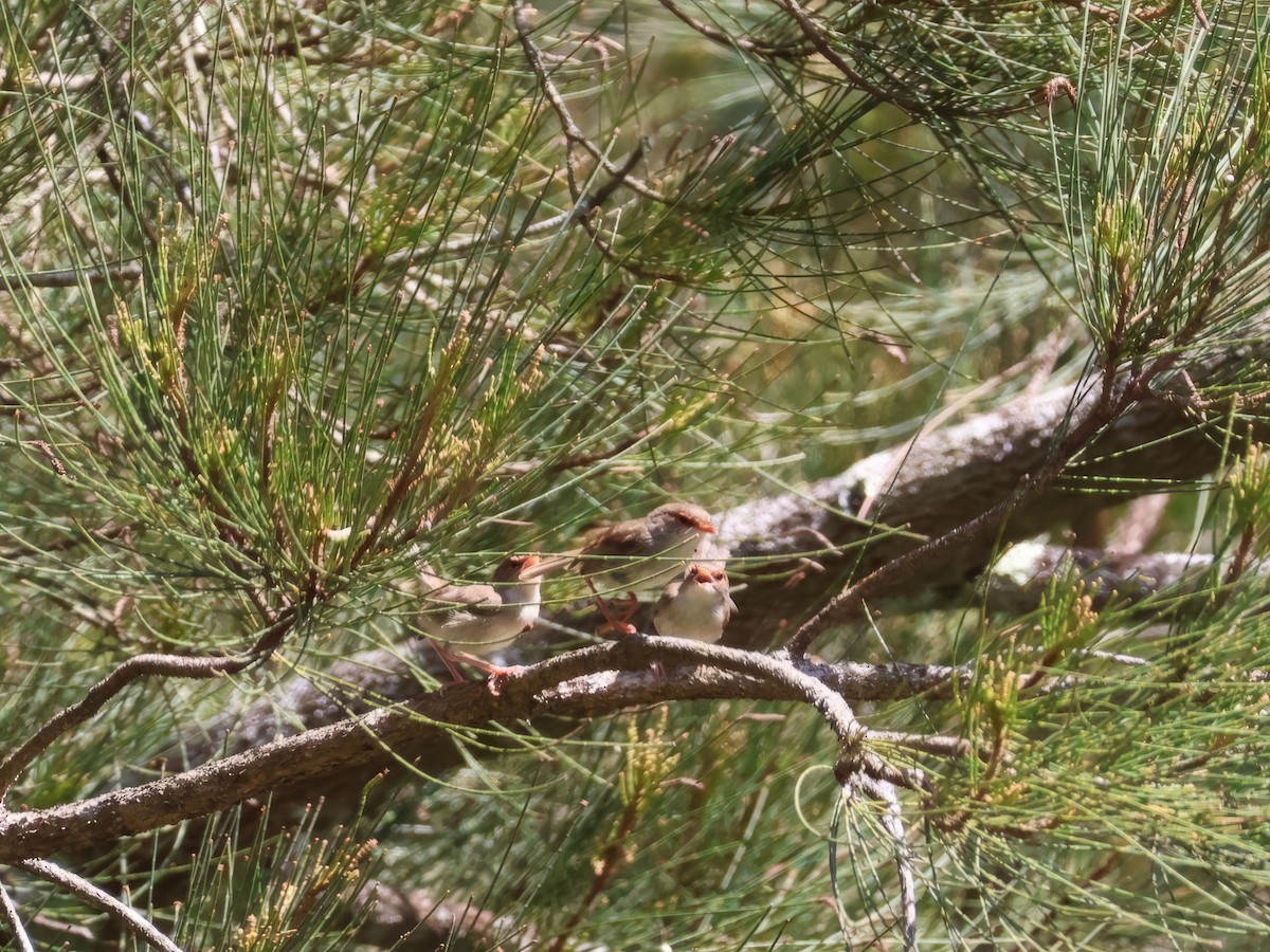 Superb Fairywren - ML646878494