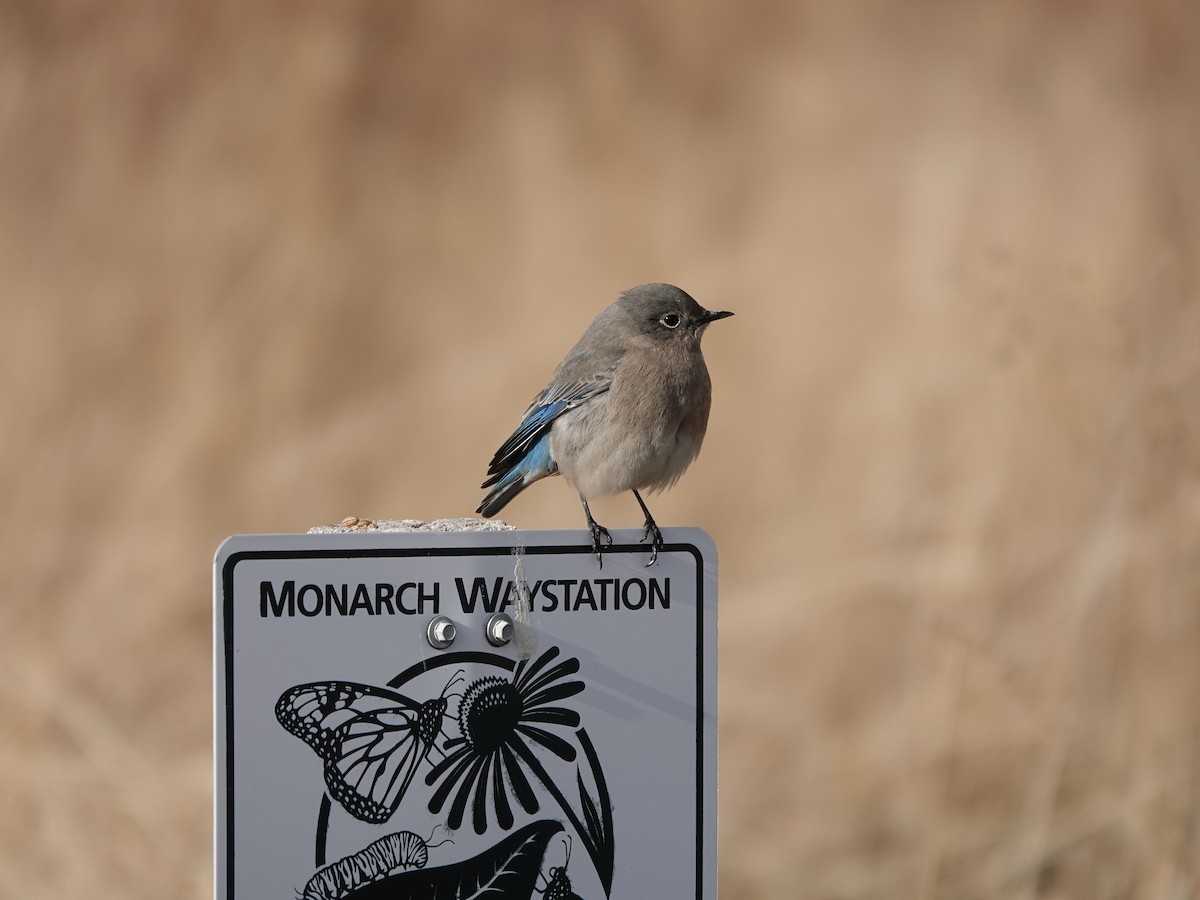 Mountain Bluebird - ML646878495