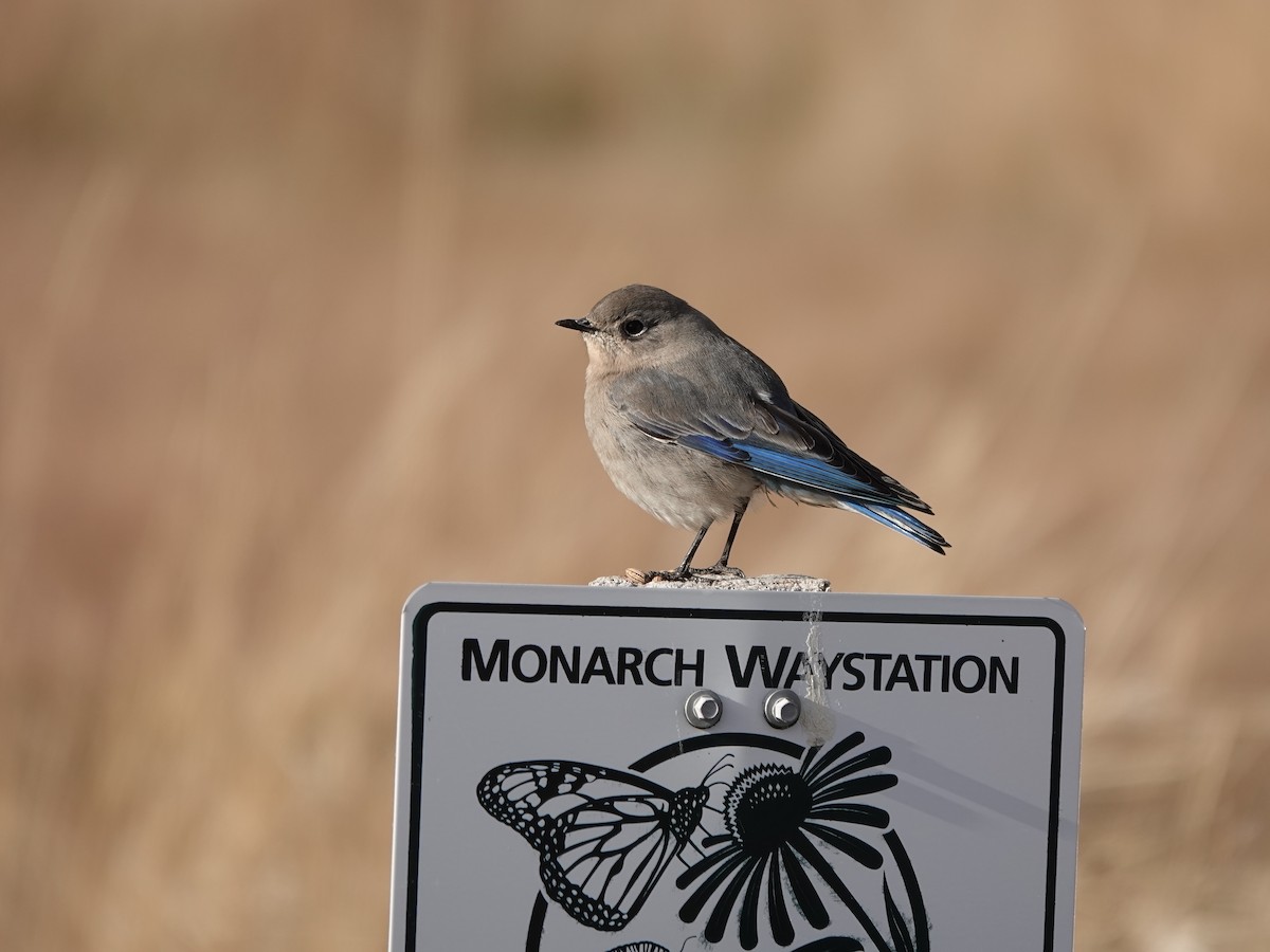 Mountain Bluebird - ML646878496